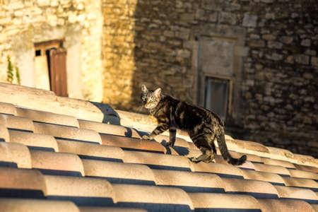 Close-up on a tabby cat on a terracotta tiled roof in south of Franceの写真素材