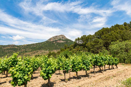 View of the Pic de Vissou from the vineyards (Occitanie, France)の写真素材