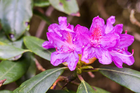 Purple rhododendron flowers blooming in the gardenの写真素材
