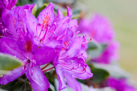 Purple rhododendron flowers on a blurred background.の写真素材