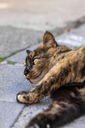 Homeless cat is lying on the street and looking at the camera.