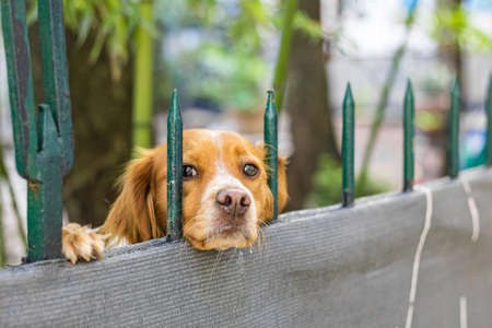 Cute dog peeking out from behind a fence in the garden.の写真素材