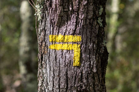 Yellow sign on an old tree in the forest. High quality photoの写真素材