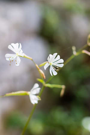 A selective focus shot of a white campion flower with blurred backgroundの写真素材