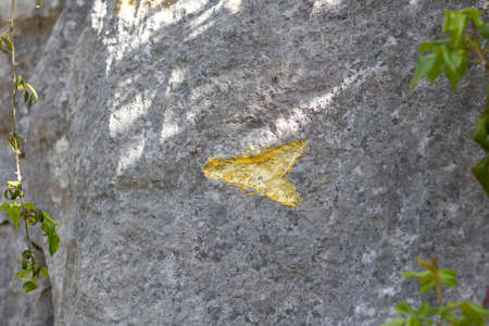 Yellow arrow on a stone in the forest. Close-up.