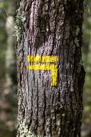 Yellow sign on a tree in the forest. The sign is painted on the tree.の写真素材