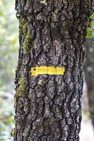 Yellow sign on the bark of an old tree, close-upの写真素材