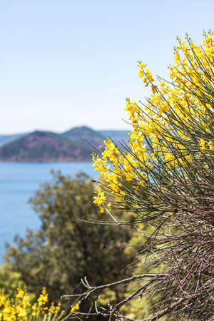 Yellow flowers of Forsythia officinalis on the background of the sea