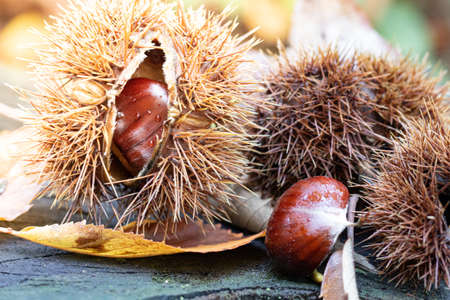chestnuts on a wooden table in the autumn forest, close-upの写真素材