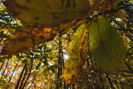 Autumn leaves in the forest, close-up. Natural background.の写真素材