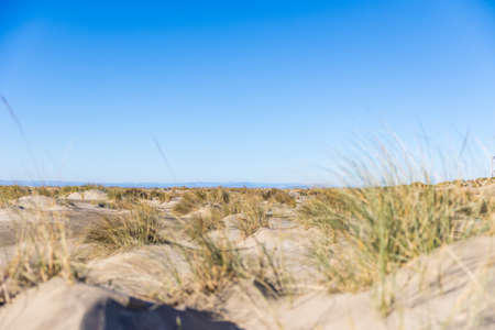 Stretch of sand dunes and grass at Espiguette beach (Occitanie, France)の写真素材