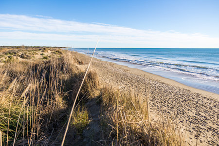 Stretch of sand dunes and grass at Espiguette beach (Occitanie, France)の写真素材