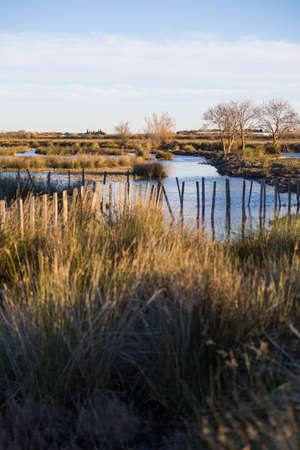 Marshy landscape of the Petite Camargue around the CarbonniÃ¨re Tower near Aigues-Mortes (Occitanie, France)の写真素材