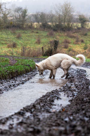 A white dog drinking from a muddy puddle in the countryside.