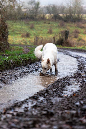 White Swiss Shepherd dog playing in a puddle in the countryside.