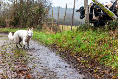 White shepherd dog standing in a fieldの写真素材