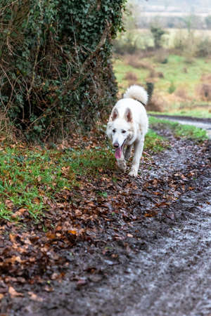 A white dog on the road in the autumn forest