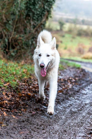 White swiss shepherd dog on the road in autumn forest.