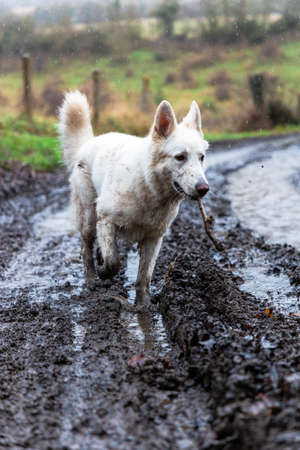 White swiss shepherd dog playing with a stick in the mud.の写真素材