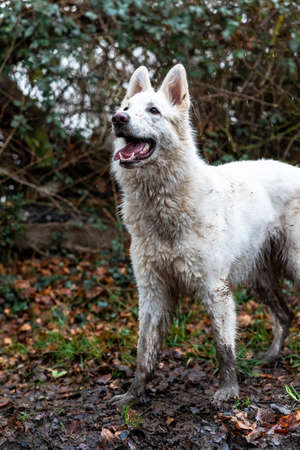 Portrait of a white dog standing in the forest.の写真素材