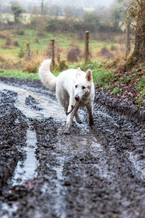 White Swiss Shepherd dog playing in muddy puddles on a country roadの写真素材