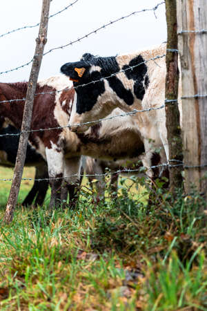Cows grazing in a field in the countryside. Selective focus.の写真素材