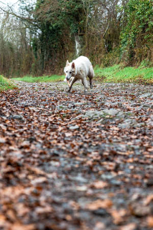 A dog running on a path covered with fallen leaves in autumn.