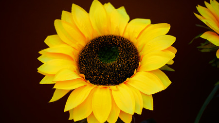 sunflowerの写真素材