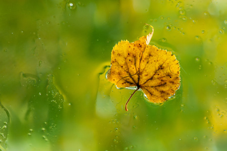 Autumn leaf on glass with rain water dropsの写真素材