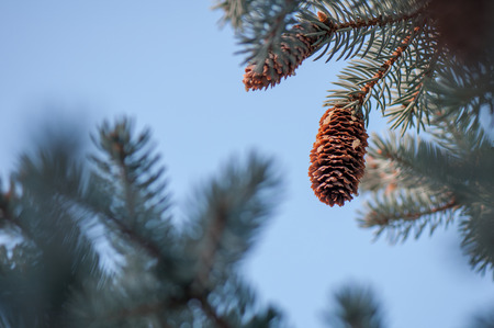 Fir cones on tree