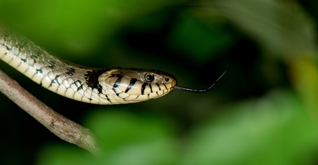 A garter snake flick its forked tongue while sliding on a tree's branch. Dark spots and checkered...