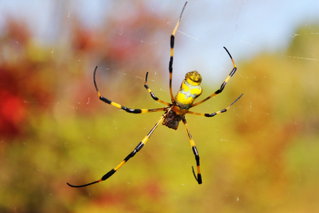 Color spiderの写真素材
