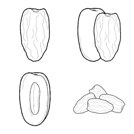 Date, Raisin Vector Illustration Hand Drawn Fruit Cartoon Artのイラスト素材