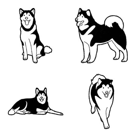 Alaskan Malamute Vector Illustration Hand Drawn Animal Cartoon Artのイラスト素材