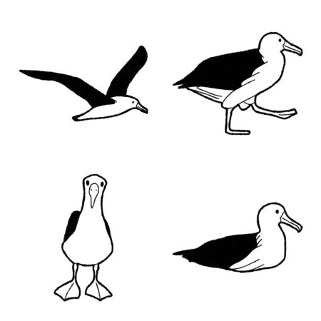 Albatross Vector Illustration Hand Drawn Animal Cartoon Artのイラスト素材
