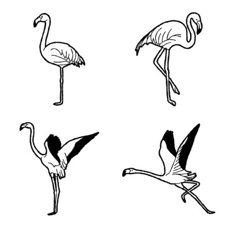 American Flamingo Vector Illustration Hand Drawn Animal Cartoon Artのイラスト素材