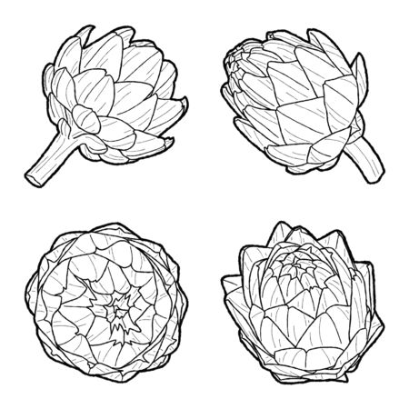 Artichokes - Globe Vector Illustration Hand Drawn Vegetable Cartoon Artのイラスト素材