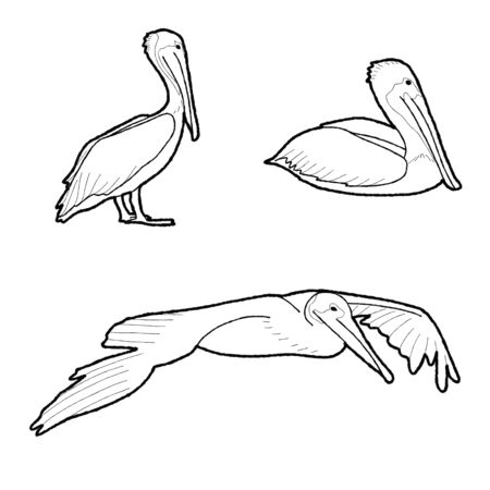 Brown Pelican Vector Illustration Hand Drawn Animal Cartoon Artのイラスト素材