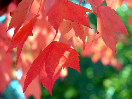 Autumn Leaves 2