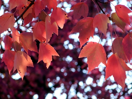 Leaves