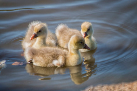 Baby Geese taking a swimの写真素材