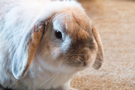 Bunny rabbitの写真素材