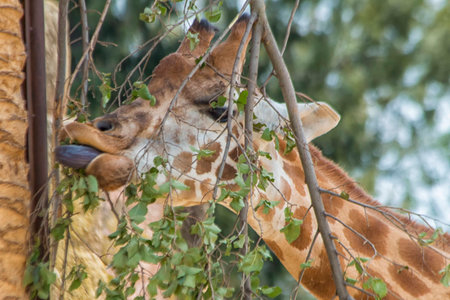 Eating giraffeの写真素材