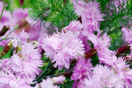 Violet flowers on a green fieldの写真素材