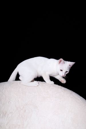 White cat in white armchairの写真素材