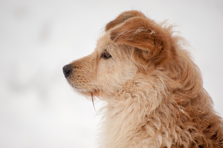 Homeless redhead dog looking to the sideの写真素材