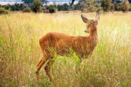 Young wild deer standing in the green grassの写真素材