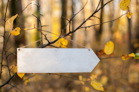 Blank plate hanging on a tree