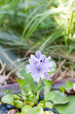 Water hyacinth in a home pondの写真素材