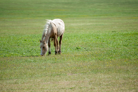 A lone white horse grazing on a green meadowの写真素材